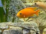 9 jongen Aulonocara Coral Red, Vis, Zoetwatervis