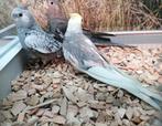 Jonge Valkparkieten om tam te maken., Meerdere dieren, Parkiet, Tam