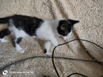 2 Boys katten  gratis, Kater