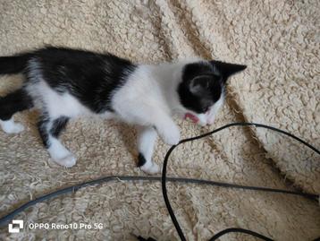 2 Boys katten  gratis  beschikbaar voor biedingen