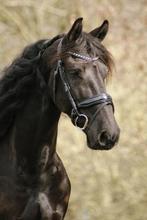 6-jarige Barock Pinto ruin., Dieren en Toebehoren, Paarden, Ruin, 160 tot 165 cm, 3 tot 6 jaar