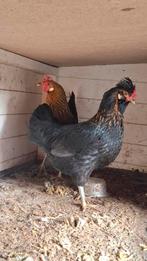 2 hanen, Dieren en Toebehoren, Pluimvee, Mannelijk, Kip