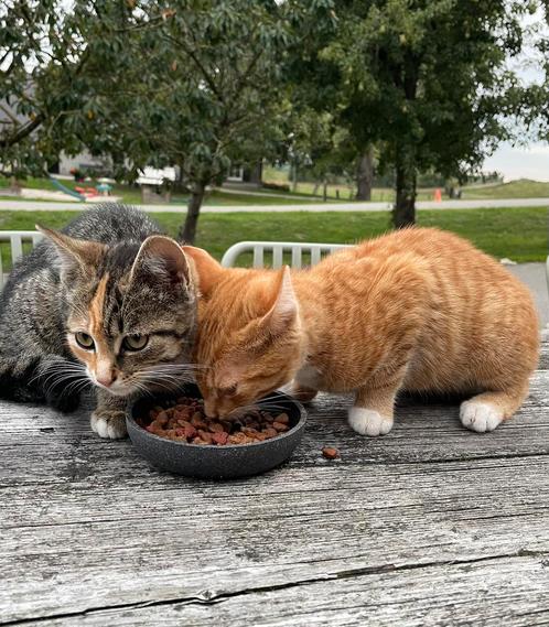 Mooie kittens - van de boerderij, Dieren en Toebehoren, Katten en Kittens | Overige Katten, Kortharig, Meerdere dieren, 0 tot 2 jaar