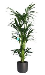 Decorum XL Kentia Palm in ELHO B.for pot (antraciet), Huis en Inrichting, Kamerplanten, Palm, 150 tot 200 cm, Halfschaduw, Verzenden
