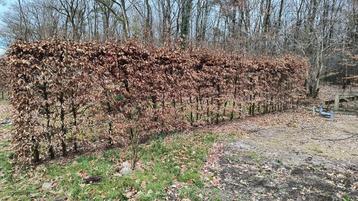 Beukenhagen beschikbaar voor biedingen