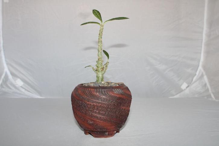 dorstenia gigas, Huis en Inrichting, Kamerplanten, Vetplant, Minder dan 100 cm, Groene kamerplant, Volle zon, Ophalen of Verzenden