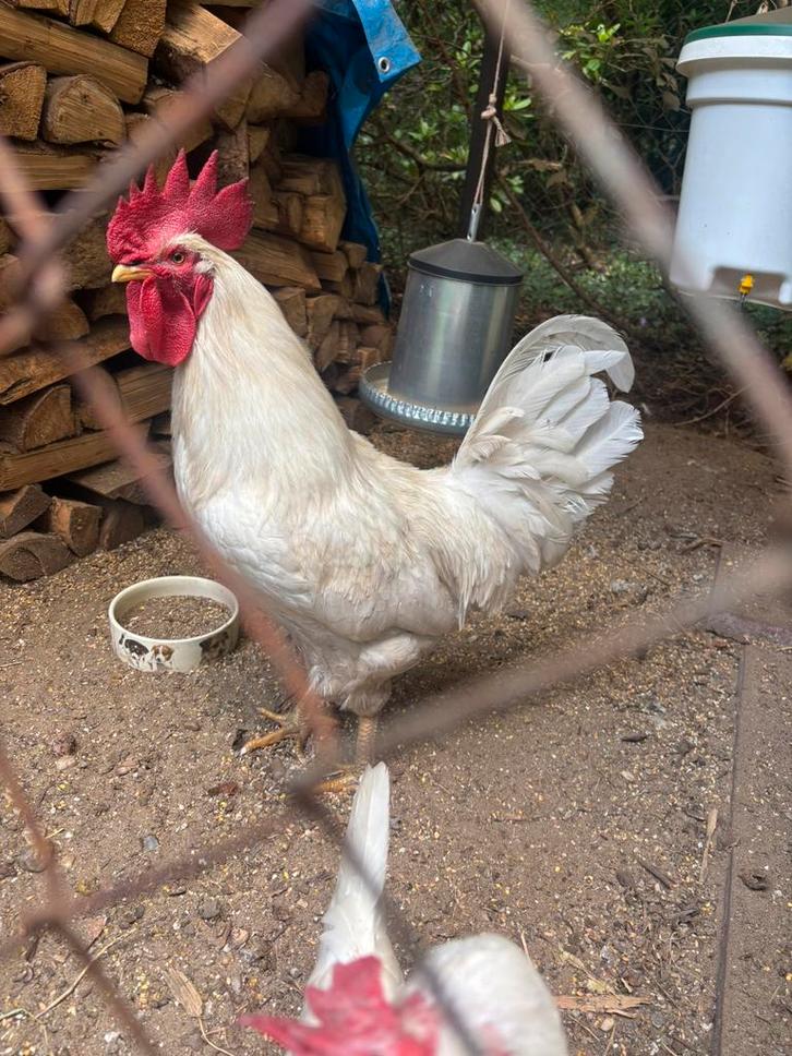 Leghorn Haan wit, Dieren en Toebehoren, Pluimvee, Kip, Mannelijk