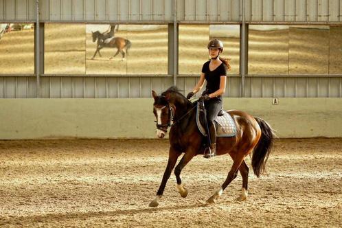 Verzorger/bijrijder aangeboden, Dieren en Toebehoren, Paarden en Pony's | Overige Paardenspullen, Ophalen of Verzenden