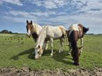 Verkoop Paint Horses, E pony (1.48m - 1.57m), Gechipt, Niet van toepassing, 0 tot 2 jaar