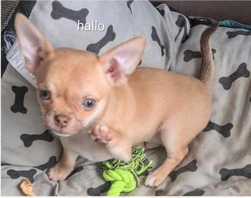 Chihuahua pups, puppies, raszuiver beschikbaar voor biedingen