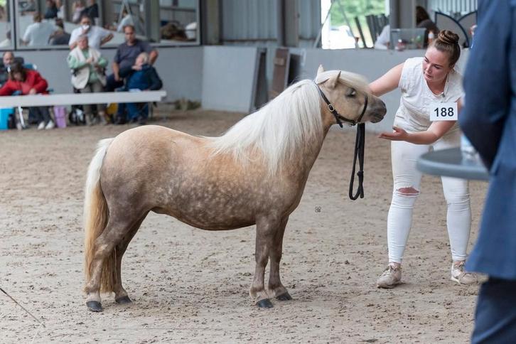 [NIEUW] Meerdere NSPS pony's te koop., Dieren en Toebehoren, Pony's, Merrie, A pony (tot 1.17m), Gechipt