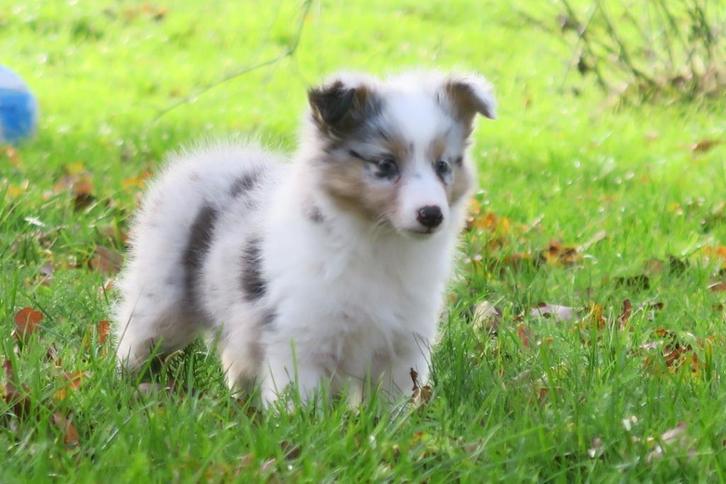 Sheltie pups, Dieren en Toebehoren, Honden | Herdershonden en Veedrijvers, Meerdere dieren, Sheepdog, Fokker | Professioneel, Meerdere