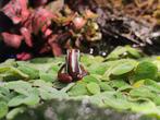 Tricolor gifkikkers, Dieren en Toebehoren, Reptielen en Amfibieën, 0 tot 2 jaar, Amfibie