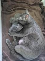 Blauwe rus kittens zonder stamboom, Dieren en Toebehoren, Katten en Kittens | Raskatten | Korthaar, Meerdere dieren, Gechipt, 0 tot 2 jaar