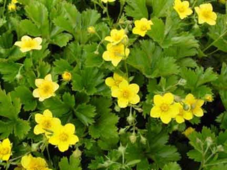 Waldsteinia ternata is een groenblijvende bodembedekker, Tuin en Terras, Planten | Tuinplanten, Vaste plant, Bodembedekkers, Halfschaduw