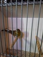 bastaard mexicaanse roodmus en kanaries, Dieren en Toebehoren, Vogels | Kanaries, Meerdere dieren, Kleurkanarie