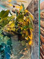 Terrarium ingericht incl wandelende takken, Overige soorten, Met terrarium, 0 tot 2 jaar