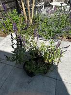 Diverse vaste planten en siergrassen, Tuin en Terras, Planten | Tuinplanten, Ophalen, Zomer, Overige soorten, Volle zon