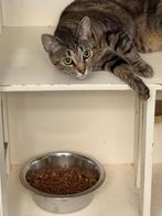 poezen, Poes, Kortharig, 0 tot 2 jaar