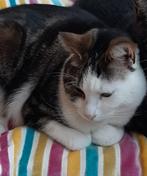 Ik zoek een nieuwe lieve baas voor deze poes, Dieren en Toebehoren, Poes, Kortharig, 6 jaar of ouder