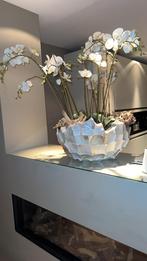 Prachtige Orchidee in Schelpen Pot, Ophalen, Nieuw, Binnen