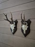 2 Mooie Ree Geweien samen € 19 Mancave Jacht Landelijk c37, Ophalen of Verzenden, Hert, Gewei of Kop
