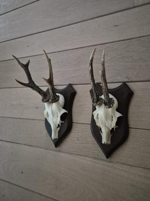 2 Mooie Ree Geweien samen € 19 Mancave Jacht Landelijk c37, Verzamelen, Dierenverzamelingen, Gewei of Kop, Hert, Ophalen of Verzenden