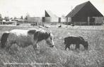 Rotterdam -Lombardijen 'De Kooi' . Kinderboerderij., Verzenden, 1980 tot heden, Ongelopen, Zuid-Holland