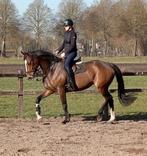 8 jr (PROK) merrie V.Global Express., Dieren en Toebehoren, Paarden, Merrie, Springpaard, B, Gechipt