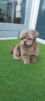 Shih tzu dekreu choco kleur ( niet te koop), Rabiës (hondsdolheid), Reu, Eén hond, 3 tot 5 jaar