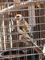 Mooie Majoor putter man correct geringd, Dieren en Toebehoren, Vogels | Overige Vogels, Mannelijk, Wildzangvogel, Geringd