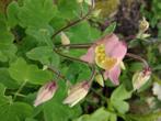 Akelei, Tuin en Terras, Planten | Tuinplanten, Volle zon, Vaste plant, Lente, Ophalen