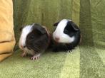 Cavia beertjes te koop 15 euro per duo, Dieren en Toebehoren, Mei, Meerdere dieren, Cavia
