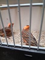 Mooi koppeltje rooie lizard kanaries, Dieren en Toebehoren, Vogels | Kanaries, Meerdere dieren, Kleurkanarie