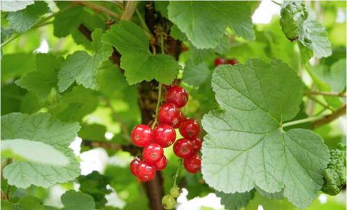 Biologische rode bessen struiken / aalbes, Tuin en Terras, Planten | Fruitbomen, Overige soorten, Minder dan 100 cm, Volle zon