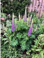 Lupines zaden (vaste plant), Ophalen of Verzenden, Volle zon