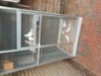 13 keer  tortelduifjes, Dieren en Toebehoren, Mannelijk