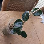 hoya mathilda splash stek nr 3-8, Huis en Inrichting, Kamerplanten, Ophalen of Verzenden, Overige soorten, Minder dan 100 cm