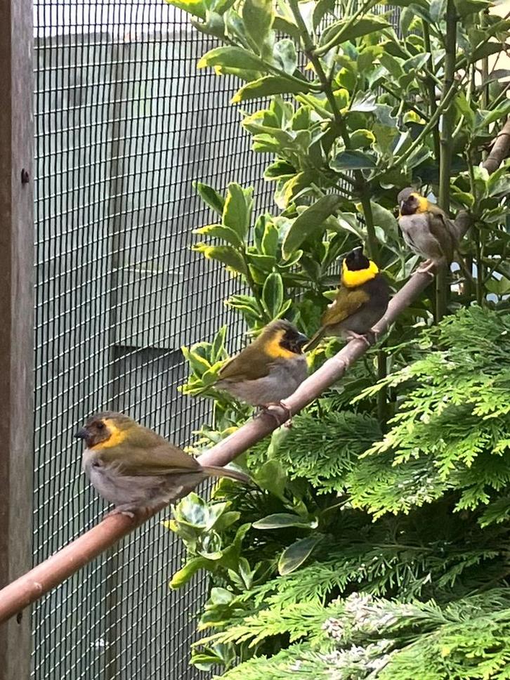 Diverse tropen te koop/ruilen, Dieren en Toebehoren, Vogels | Overige Vogels, Meerdere dieren