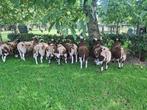 Bonte dekrammen, Dieren en Toebehoren, Schapen, Geiten en Varkens, Mannelijk, Schaap