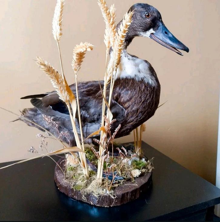 Gemonteerde vrouwelijke eend, Verzamelen, Dierenverzamelingen, Nieuw, Opgezet dier, Boerderijdier, Ophalen of Verzenden