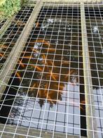 Jonge goudwindes, € 5.00 per vis, Dieren en Toebehoren, Vissen | Vijvervissen, Karper of Koi