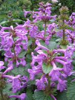 Zaden Stachys macrantha Superba, Verzenden, Volle zon