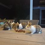 Mooie jonge driekleur Hollanders, Dieren en Toebehoren, Konijnen, Meerdere dieren, Dwerg