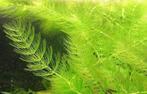 Hoornblad | Aquarium plant, Ophalen, Nieuw, Plant(en), Steen of Hout