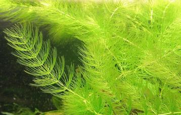 Hoornblad | Aquarium plant beschikbaar voor biedingen
