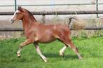 Twee prachtige jonge Welsh sectie A merries, Dieren en Toebehoren, Pony's, Merrie, Niet van toepassing, 0 tot 2 jaar, B pony (1.17m tot 1.27m)