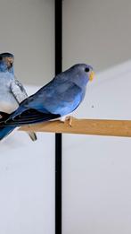 Splendid, Dieren en Toebehoren, Mannelijk, Parkiet