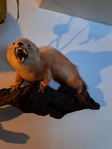 taxidermie taxidermy , opgezette " jonge nerts / bunzing "  beschikbaar voor biedingen