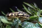 Tapijtpython (Morelia sp. Cheynei, 100% Tully locality 0.1), Dieren en Toebehoren, Slang, Tam, 7 tot 10 jaar